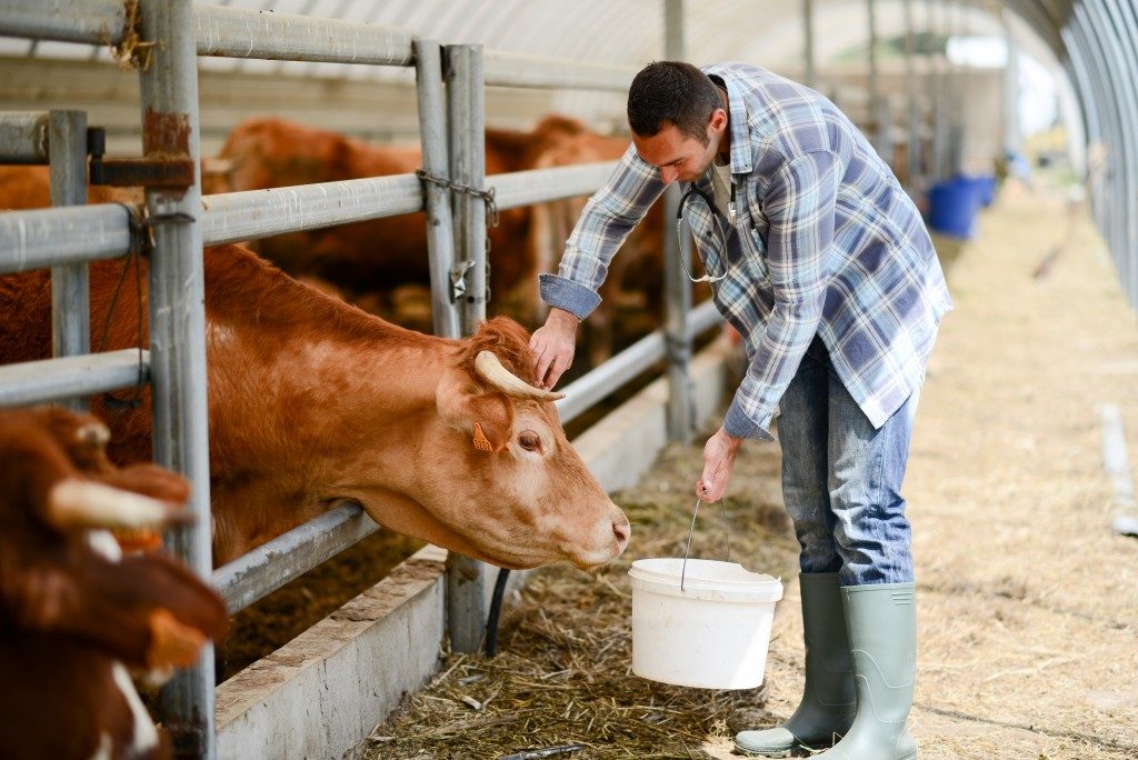 man feeding his cow